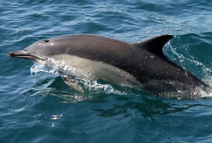 Ecosystem Change | Marine Climate Change Impacts Partnership